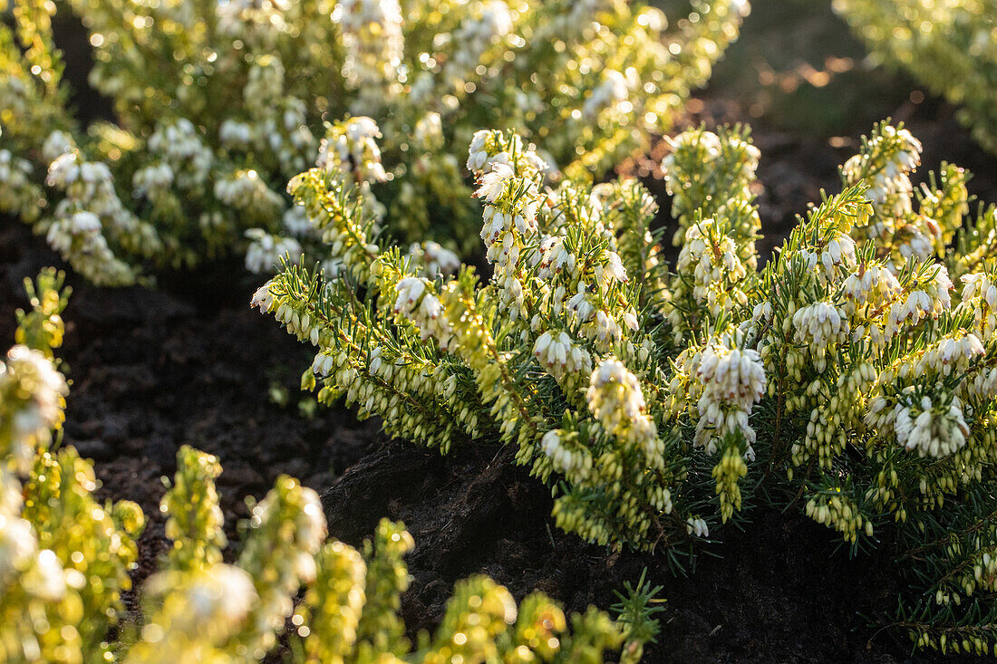 Erica darleyensis 'Snow Surprise'