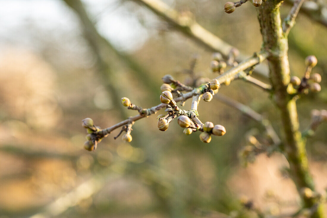 Cornus mas 'Golden Glory'