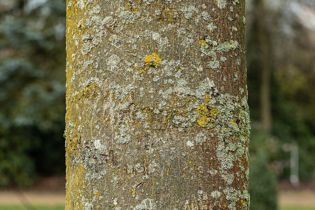 Fraxinus excelsior