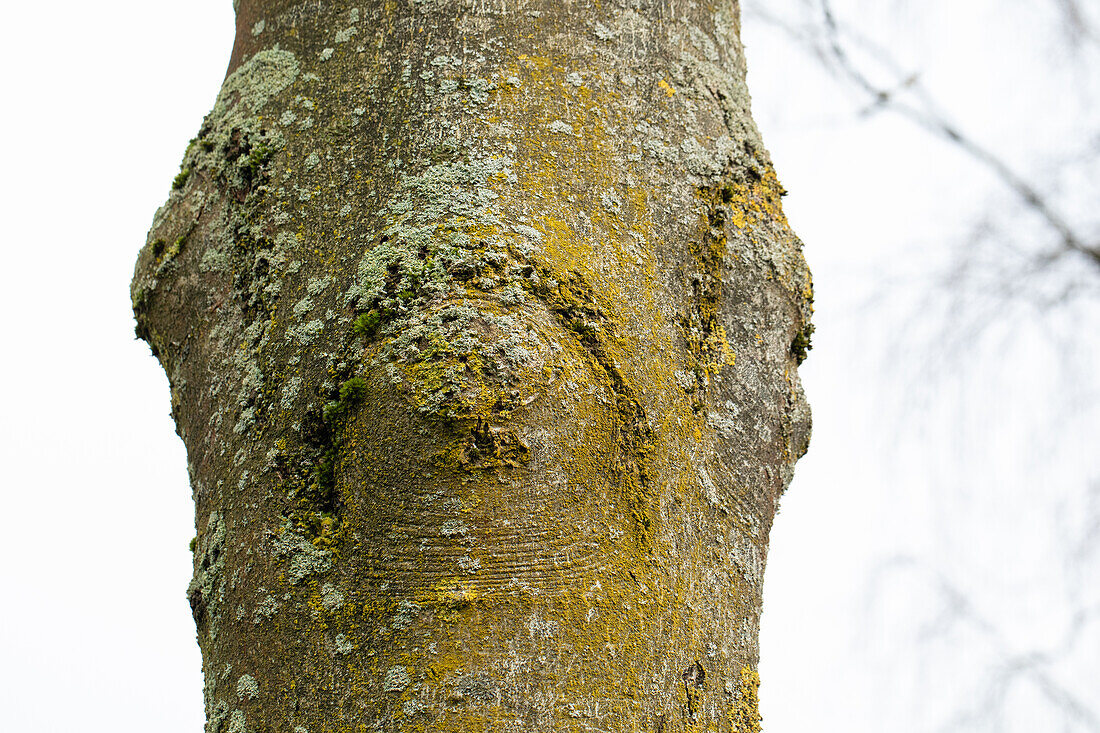 Fraxinus excelsior