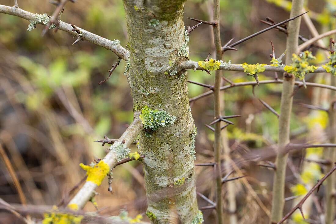 Crataegus laevigata