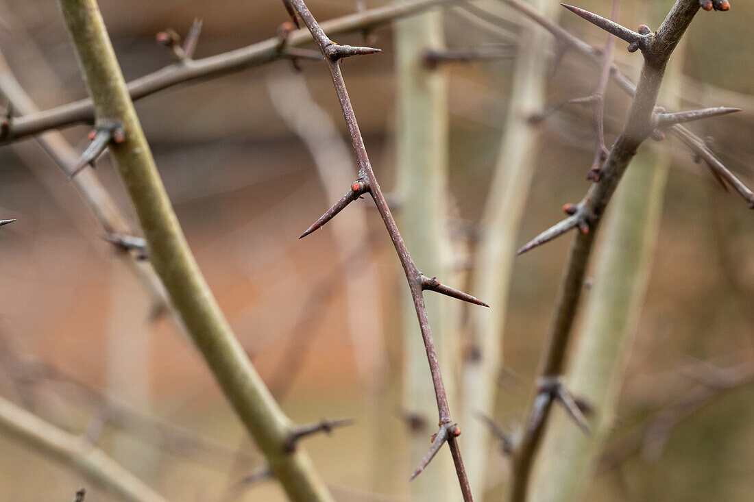 Crataegus laevigata