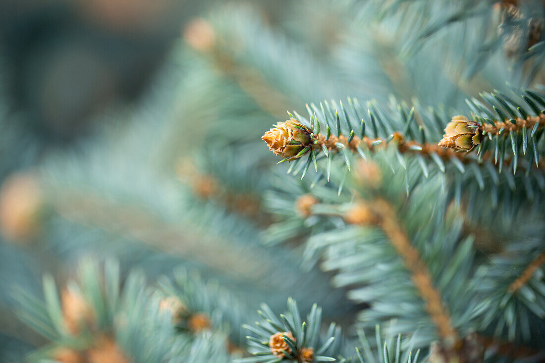 Picea pungens 'Glauca'