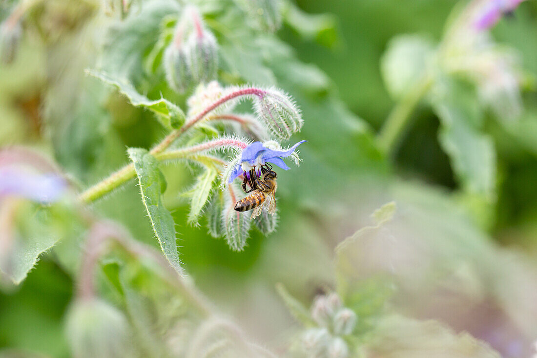 Borago officinalis