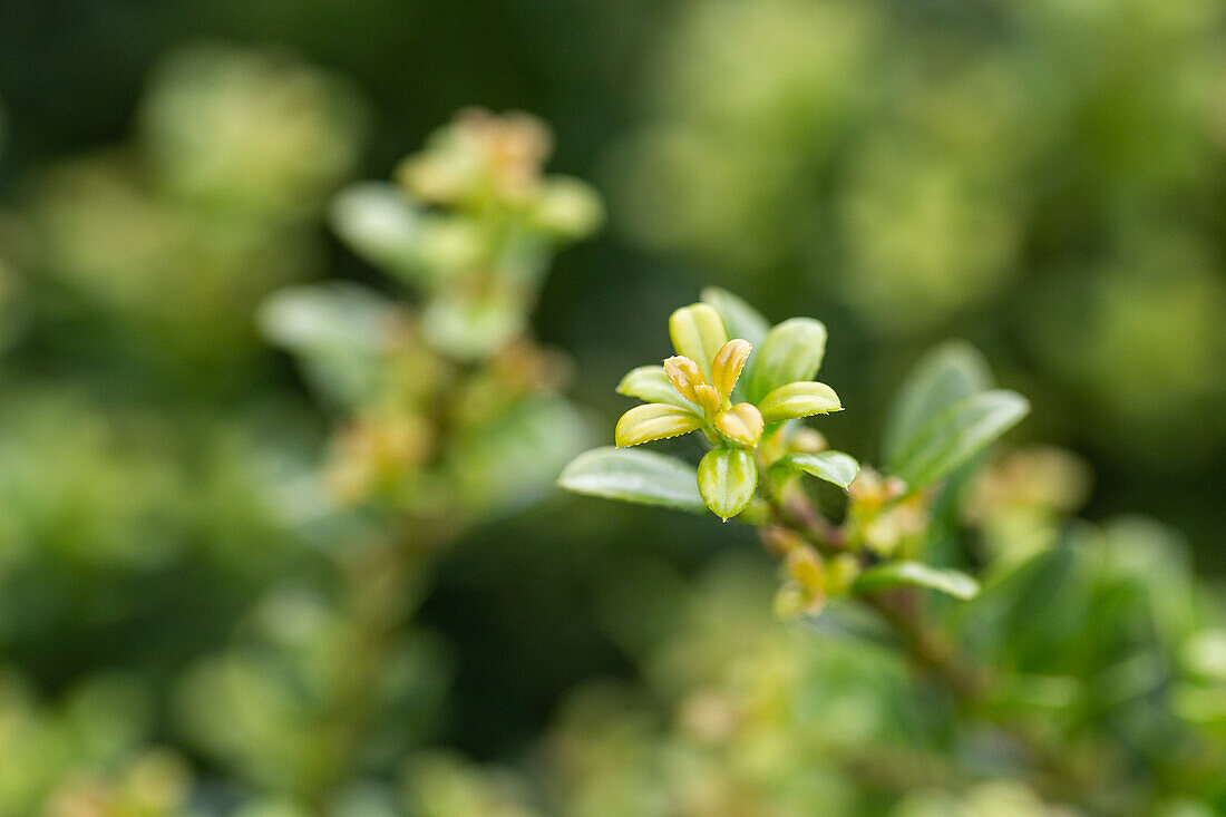 Ilex crenata 'Glorie Dwarf'