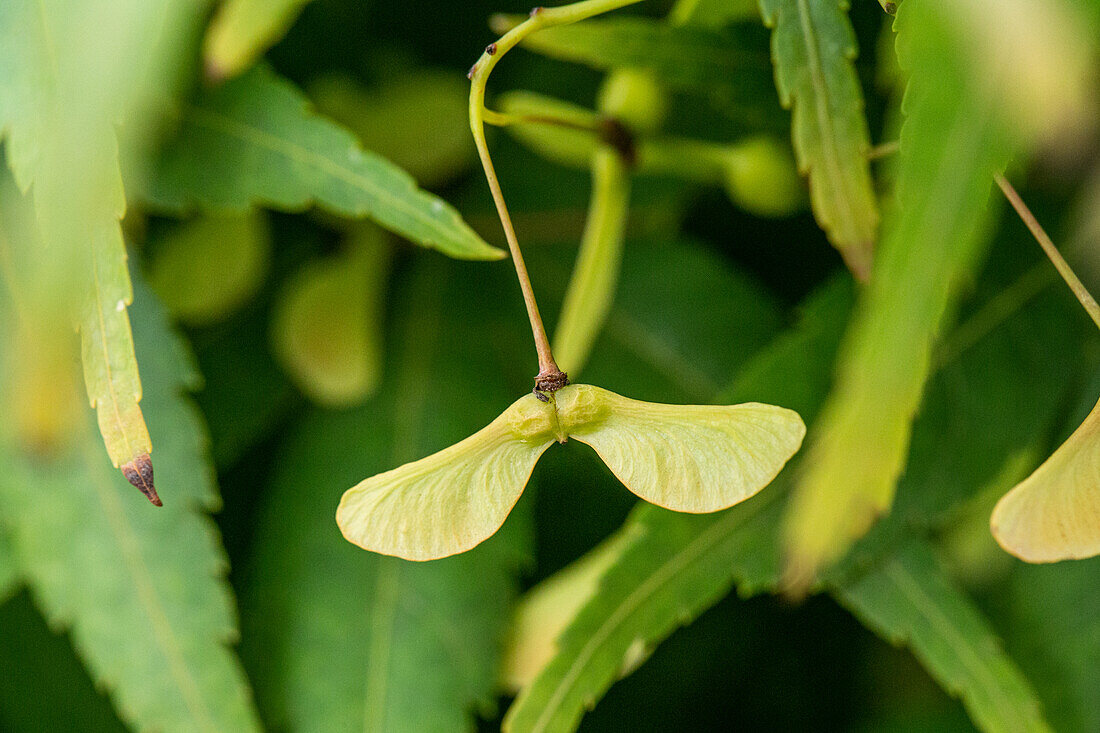 Acer palmatum 'Ryusen'