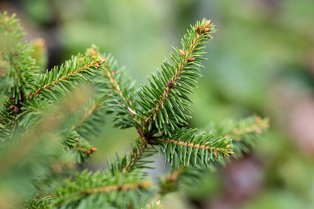 Picea abies 'Remonti'