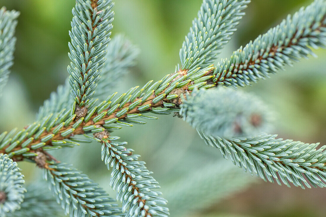 Picea glauca 'Coerulea'