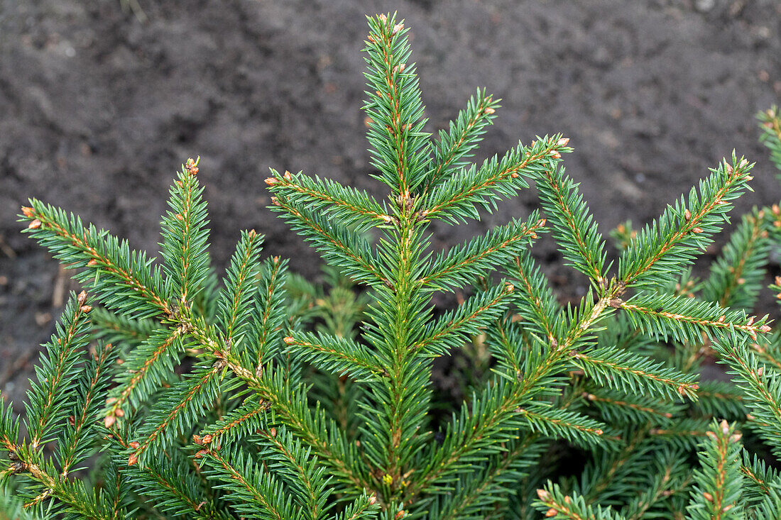 Picea abies 'Procumbens'