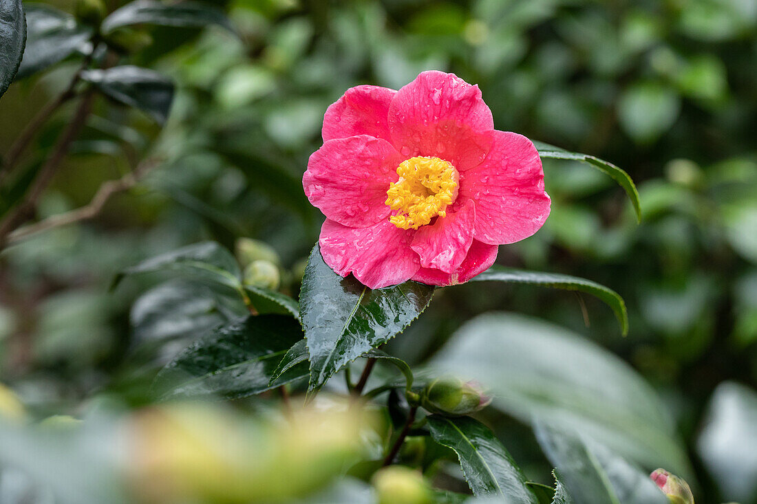 Camellia japonica 'Spring's Promise'