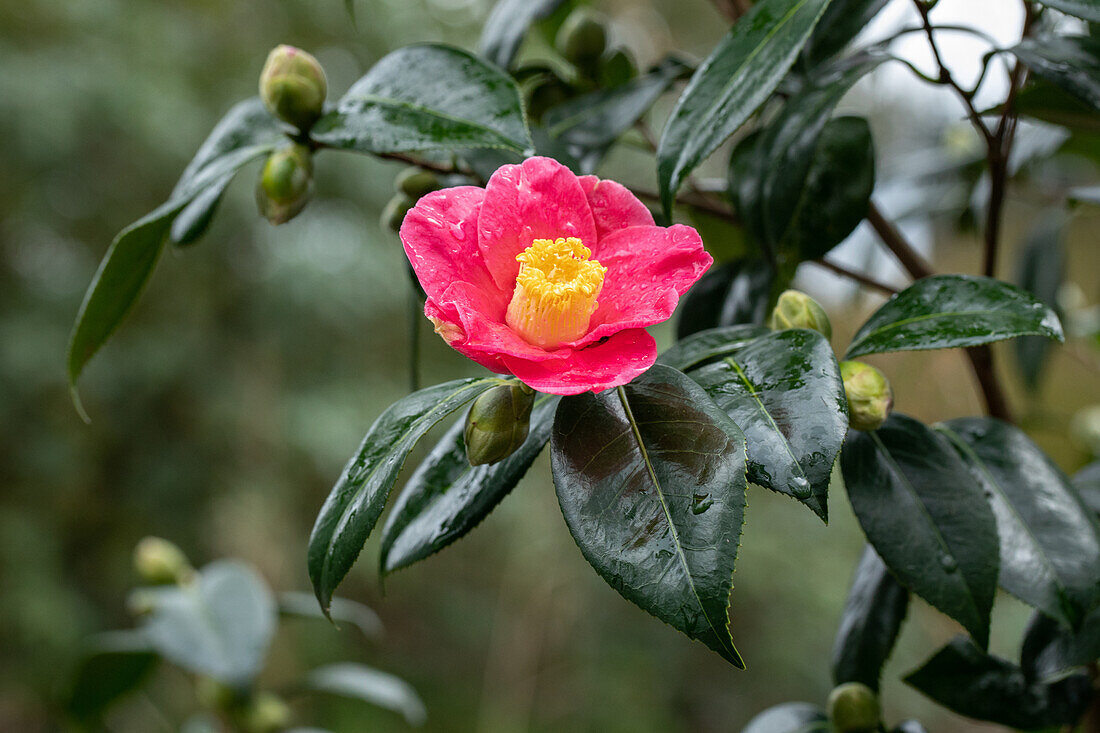 Camellia japonica 'Spring's Promise'