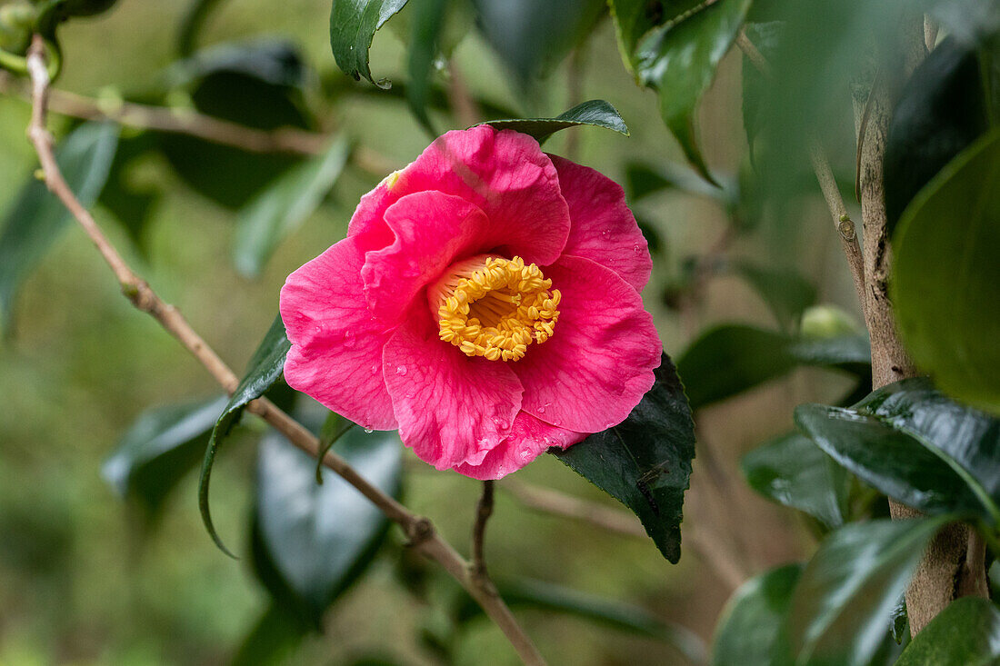 Camellia japonica 'Spring's Promise'