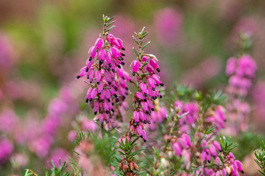 Erica carnea 'Wintersun'