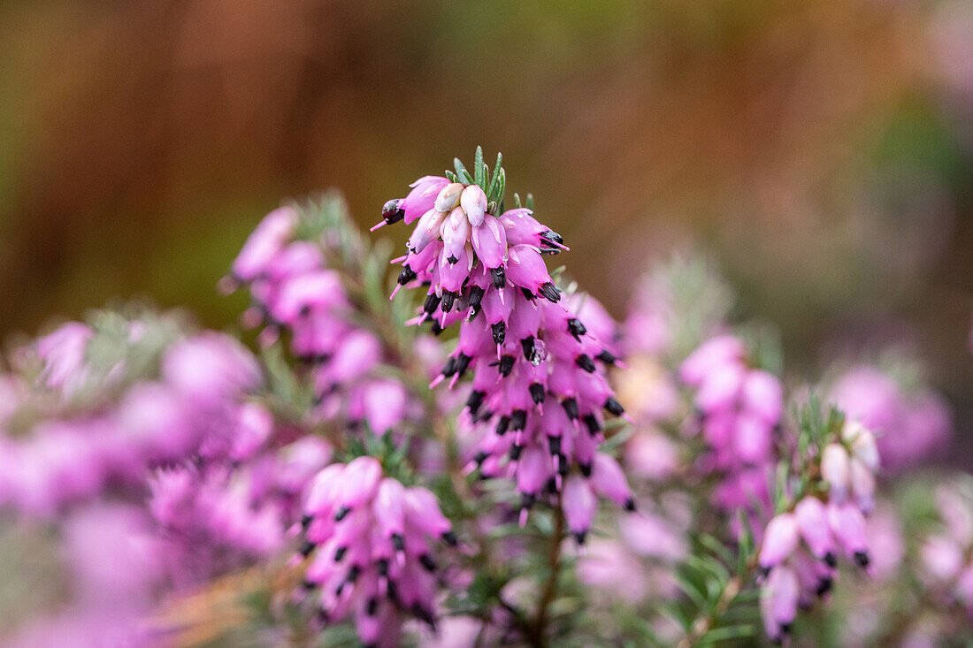 Erica darleyensis 'Red Summersnow'