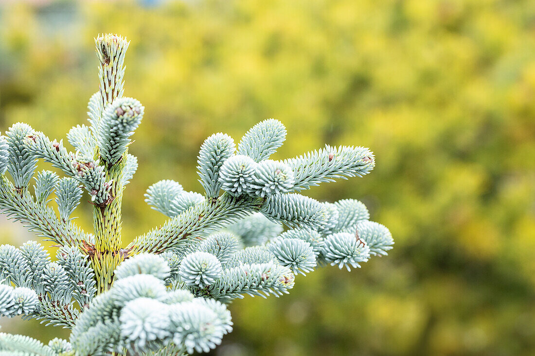 Abies procera 'Blue Witch'