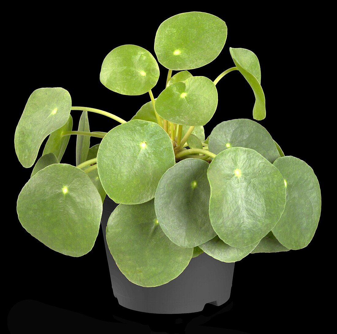 Pilea peperomioides