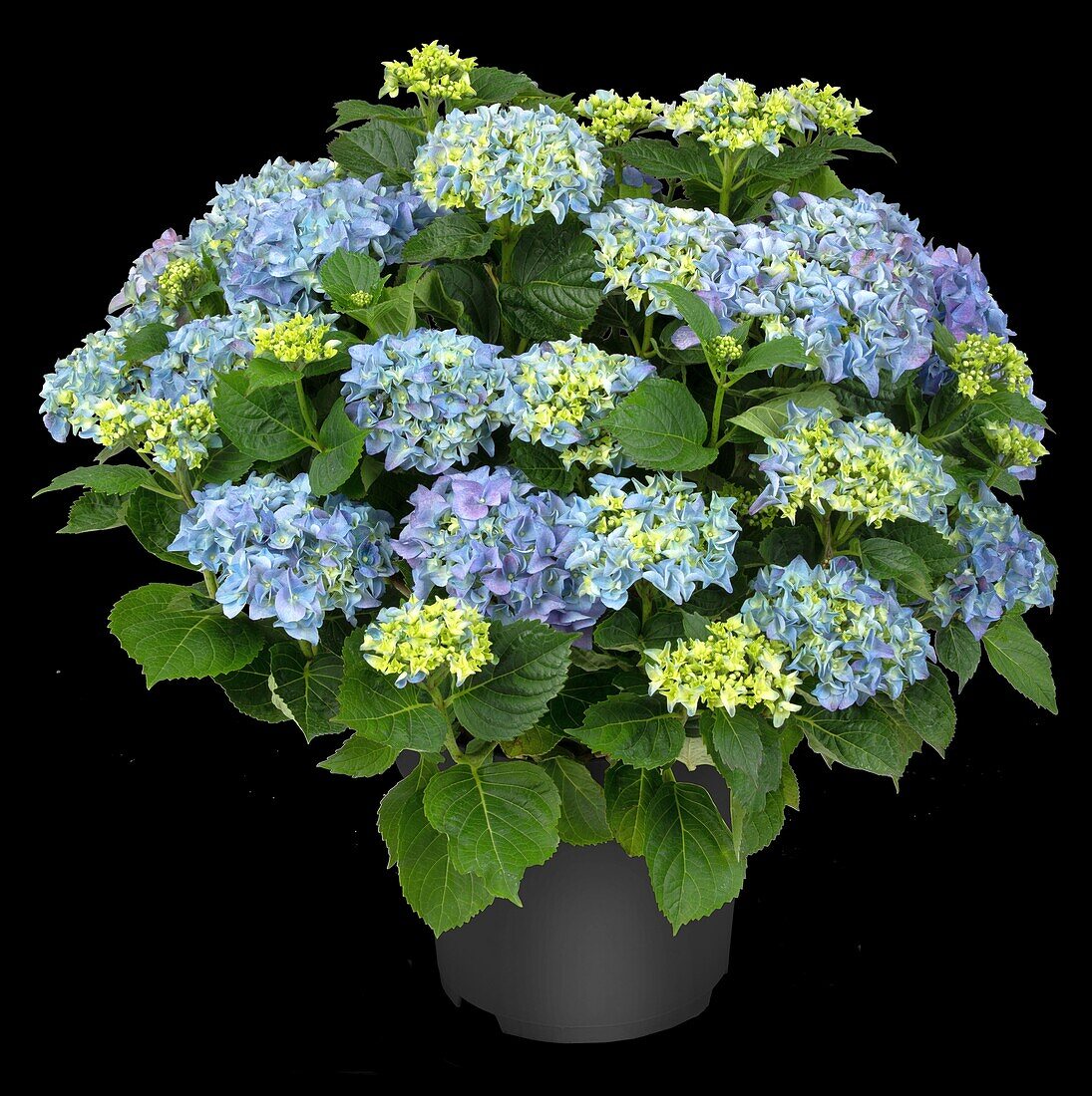 Hydrangea macrophylla, blau