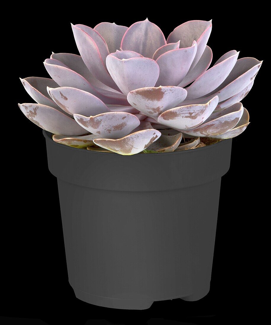 Echeveria 'Purple Pearl'