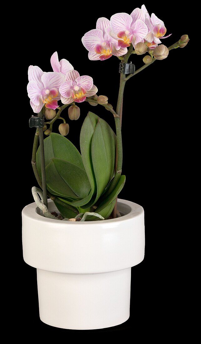 Phalaenopsis Midi, pink