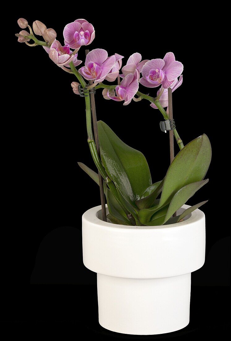 Phalaenopsis Midi, rosa