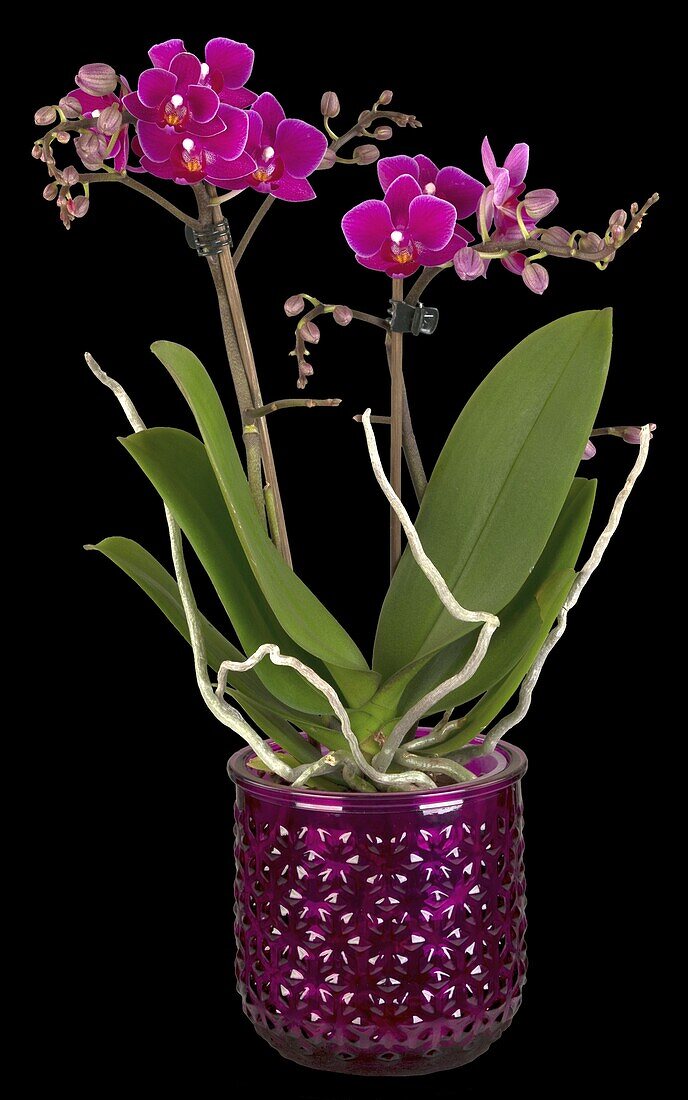 Phalaenopsis Midi, purple red