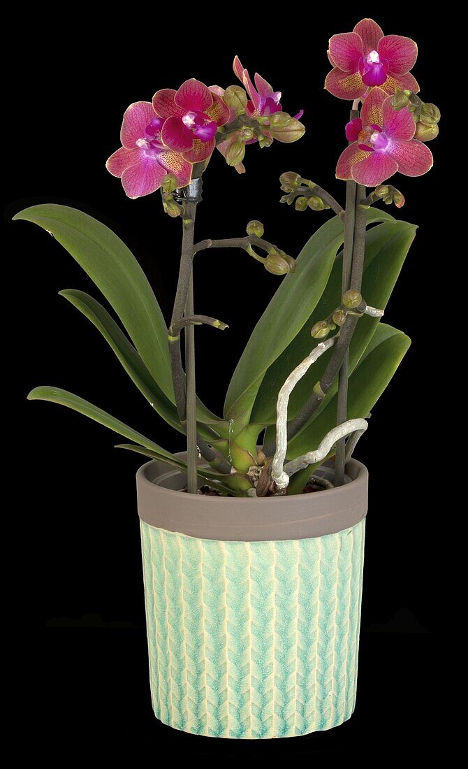 Phalaenopsis Midi, purple red