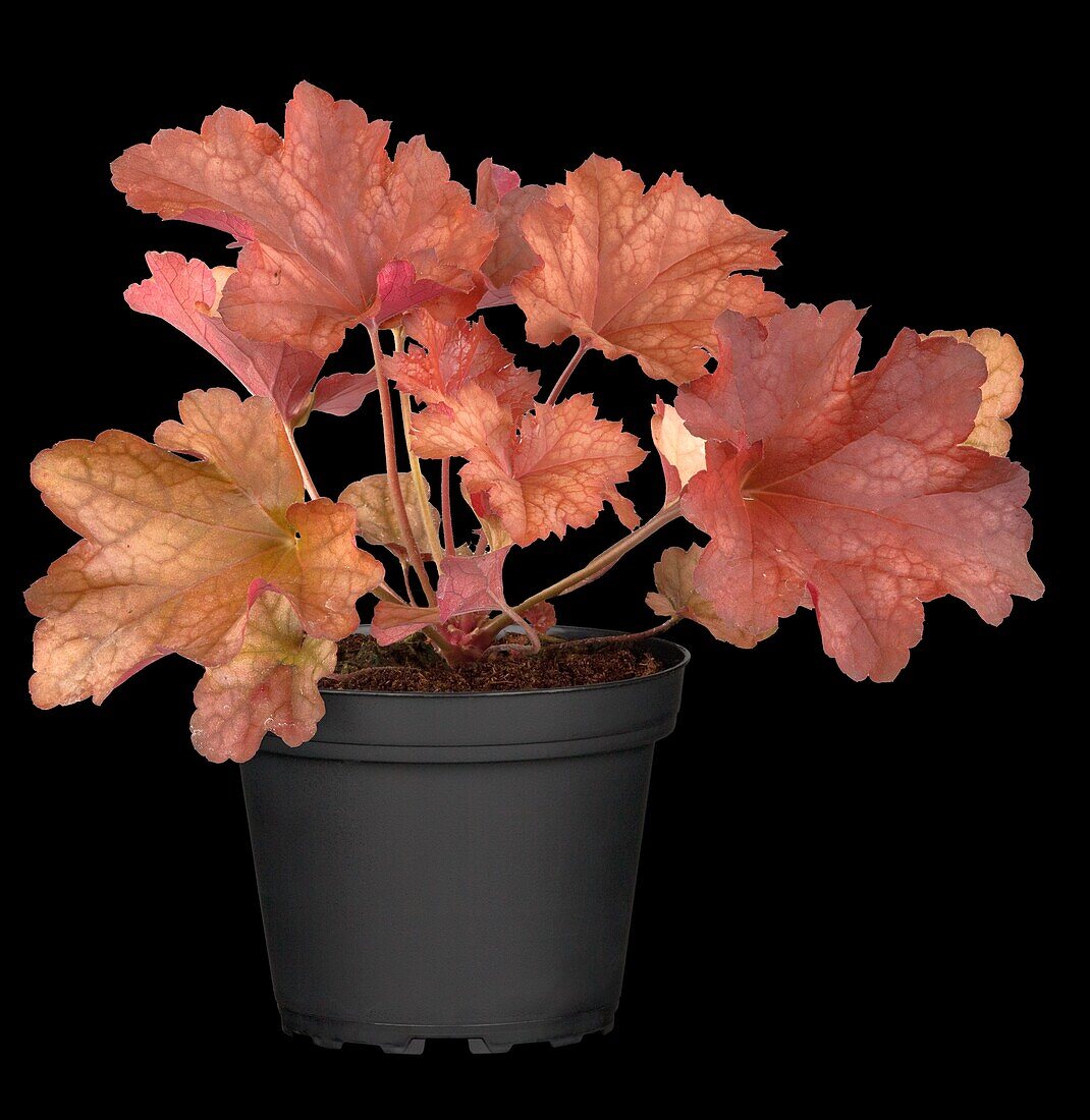 Heuchera, red