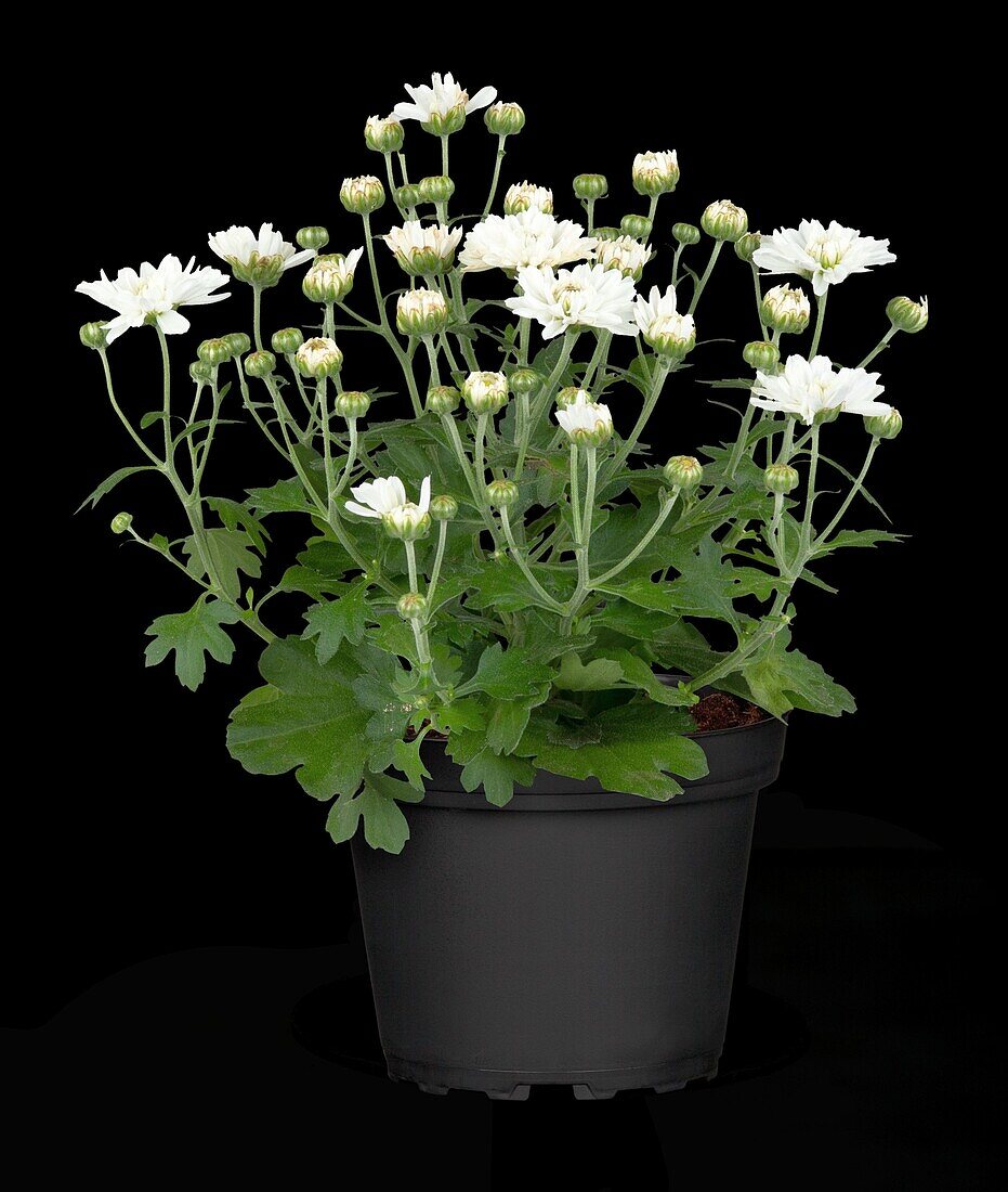 Chrysanthemum multiflora, white