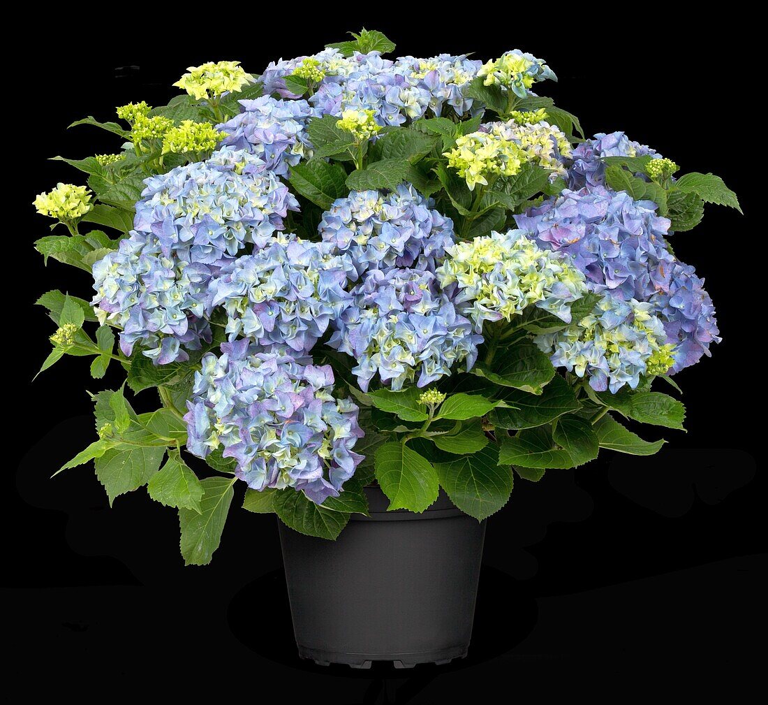 Hydrangea macrophylla, blau