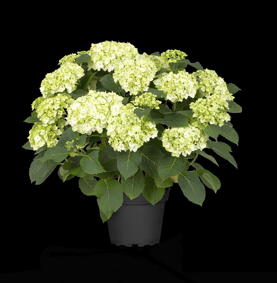 Hydrangea macrophylla, white