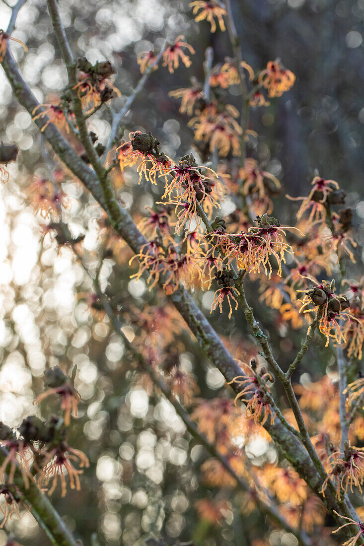 Hamamelis x intermedia 'Spanish Spider'