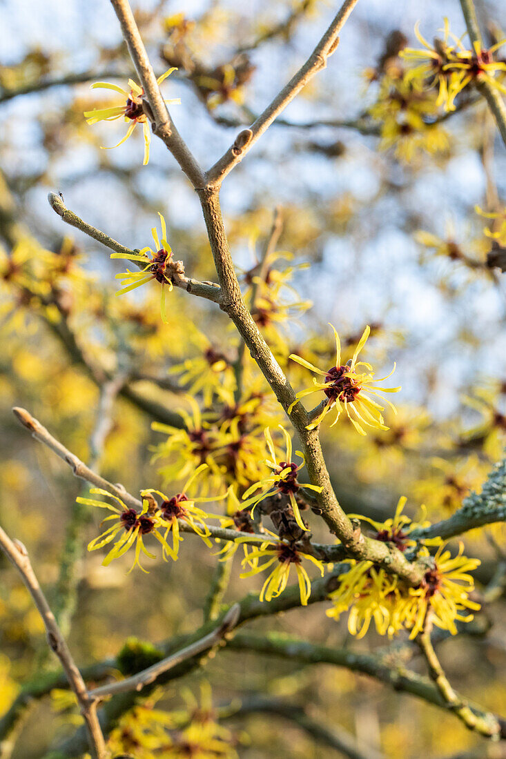 Hamamelis x intermedia 'Westerstede'