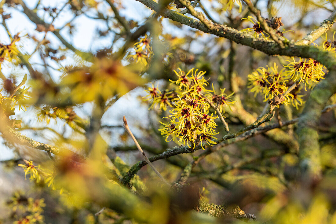 Hamamelis x intermedia 'Westerstede'