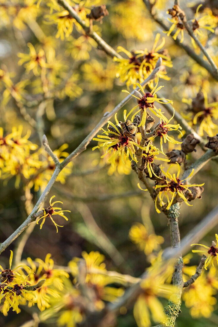 Hamamelis x intermedia 'Westerstede'