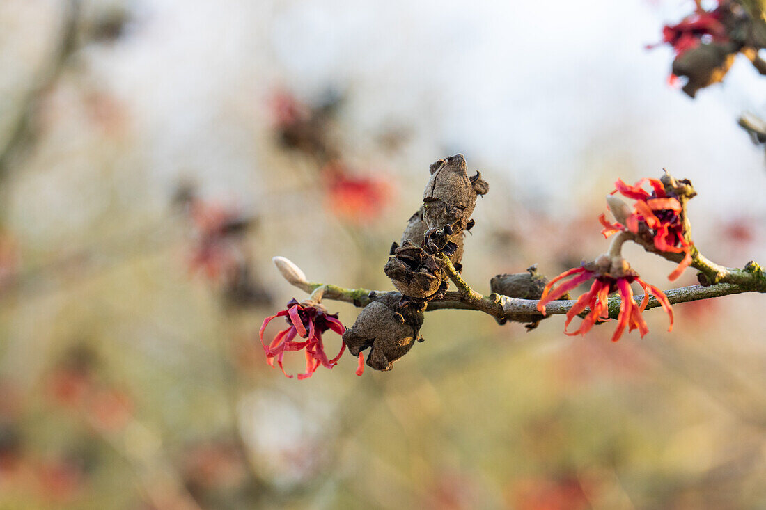 Hamamelis x intermedia 'Old Copper'