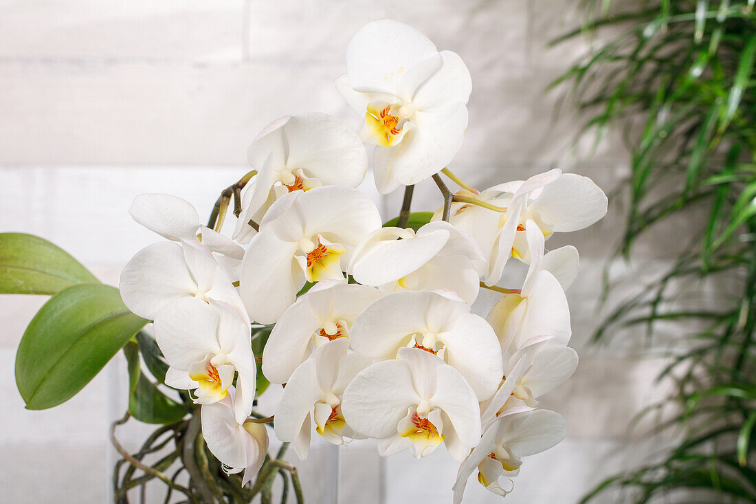 Phalaenopsis 'Root'