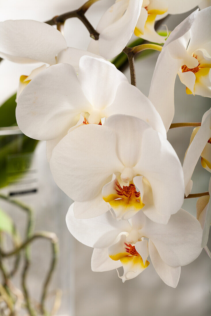 Phalaenopsis 'Root'