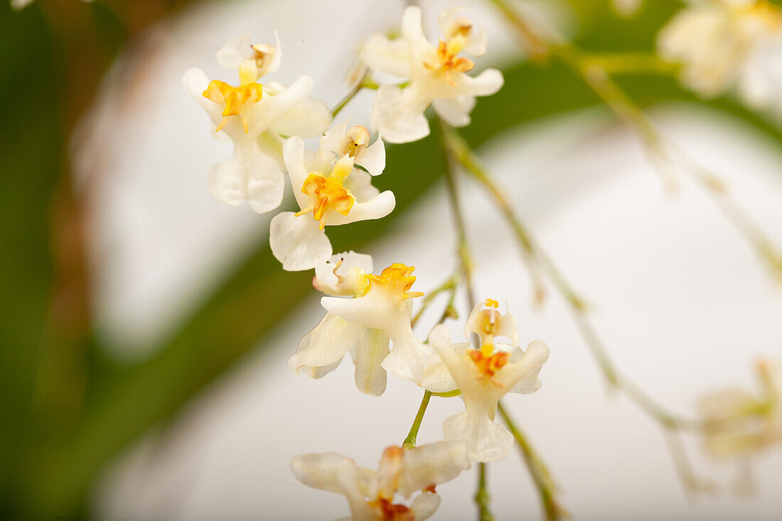 Oncidium 'Twinkle Jasmin'