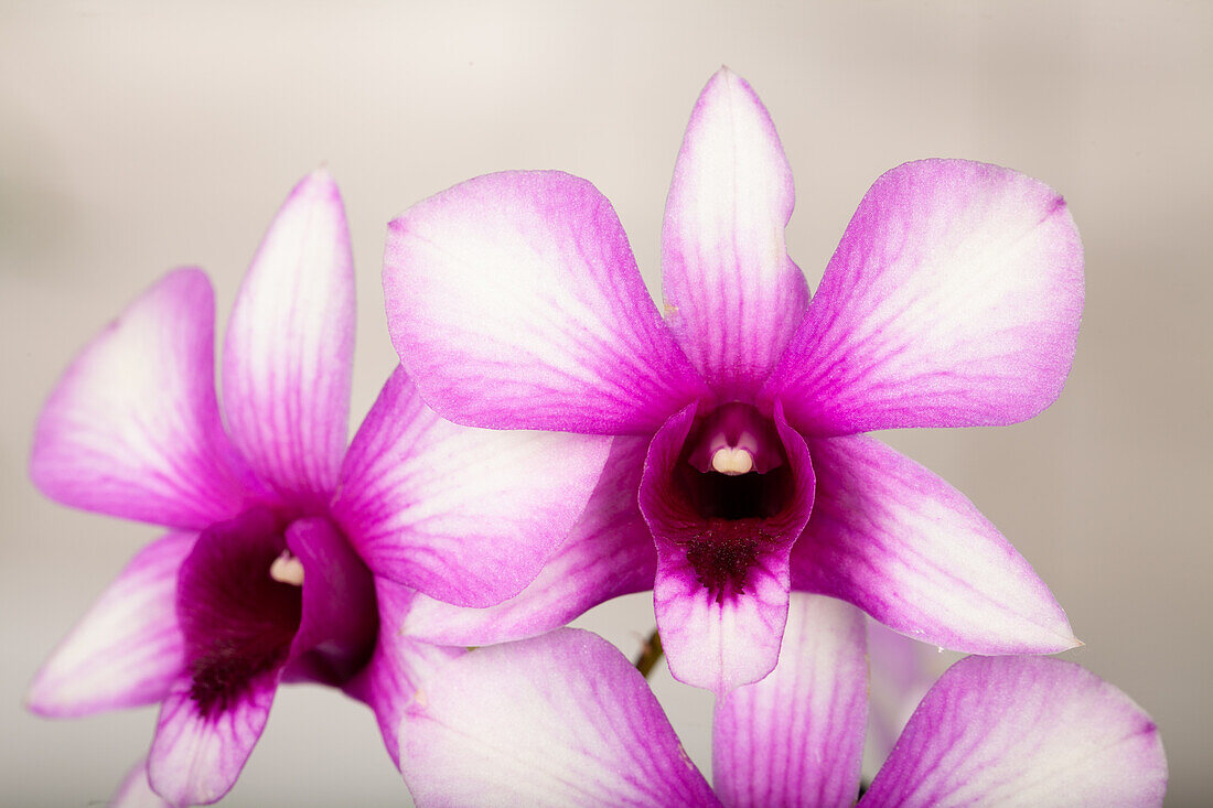 Dendrobium sa Nook® 'Polar Fire'