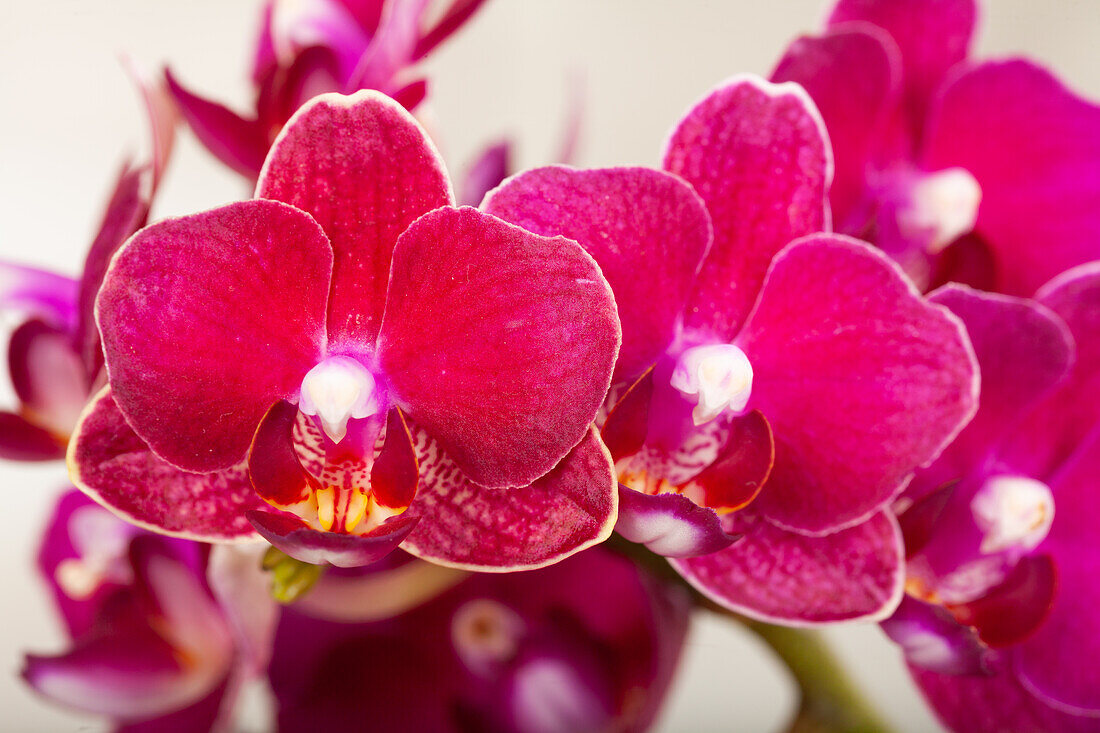 Phalaenopsis multiflora 'Yusah Swift'