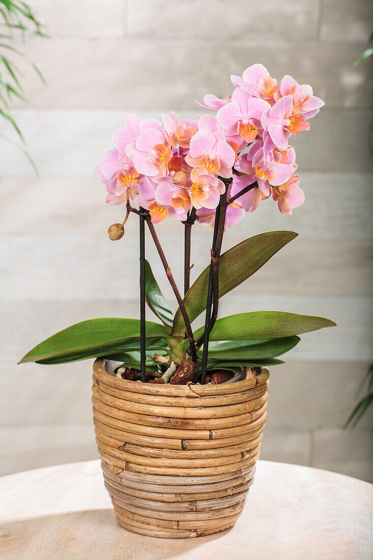 Phalaenopsis multiflora 'Boquetto Romantico'