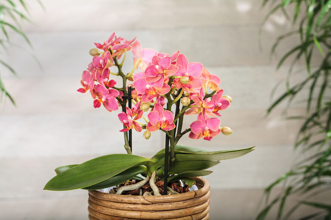 Phalaenopsis multiflora 'Boquetto Charme'