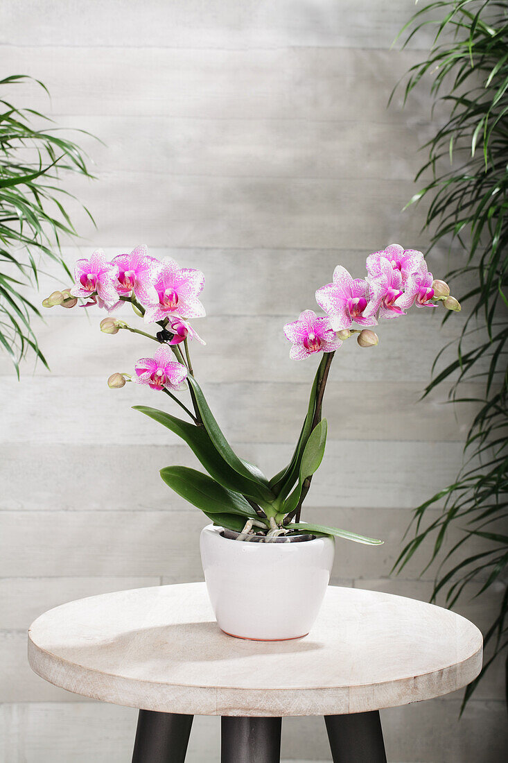 Phalaenopsis hummingbird 'Rotterdam'