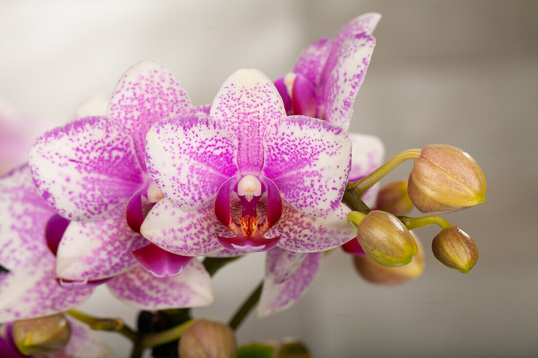 Phalaenopsis Hummingbird 'Rotterdam'