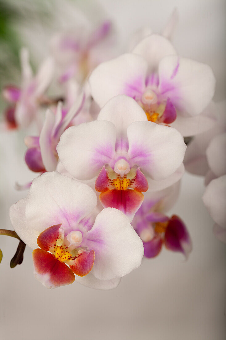 Phalaenopsis Hummingbird 'Curacao'