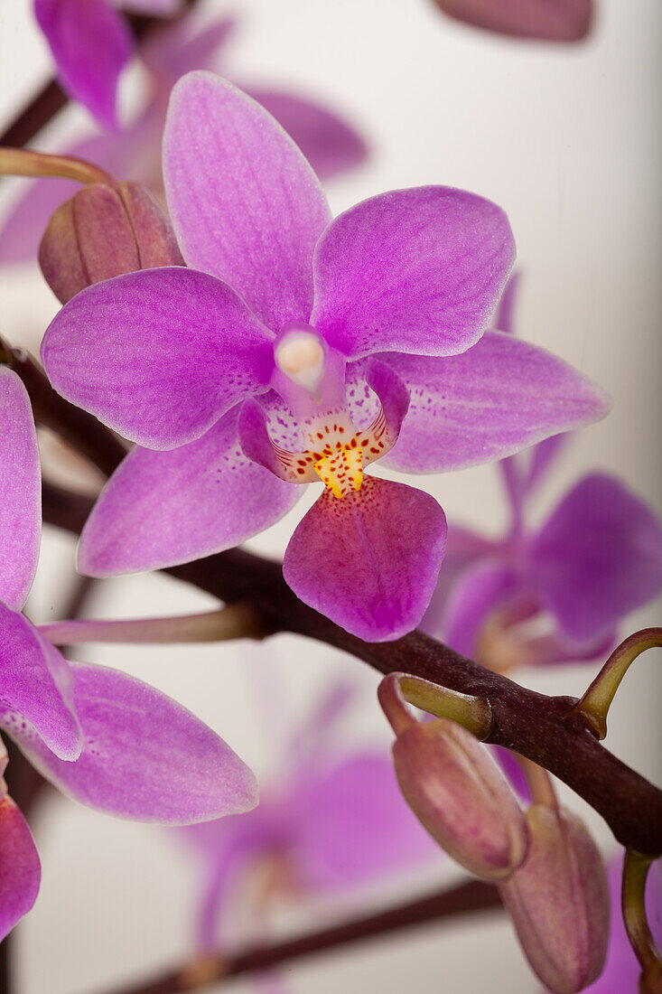 Phalaenopsis multiflora, pink