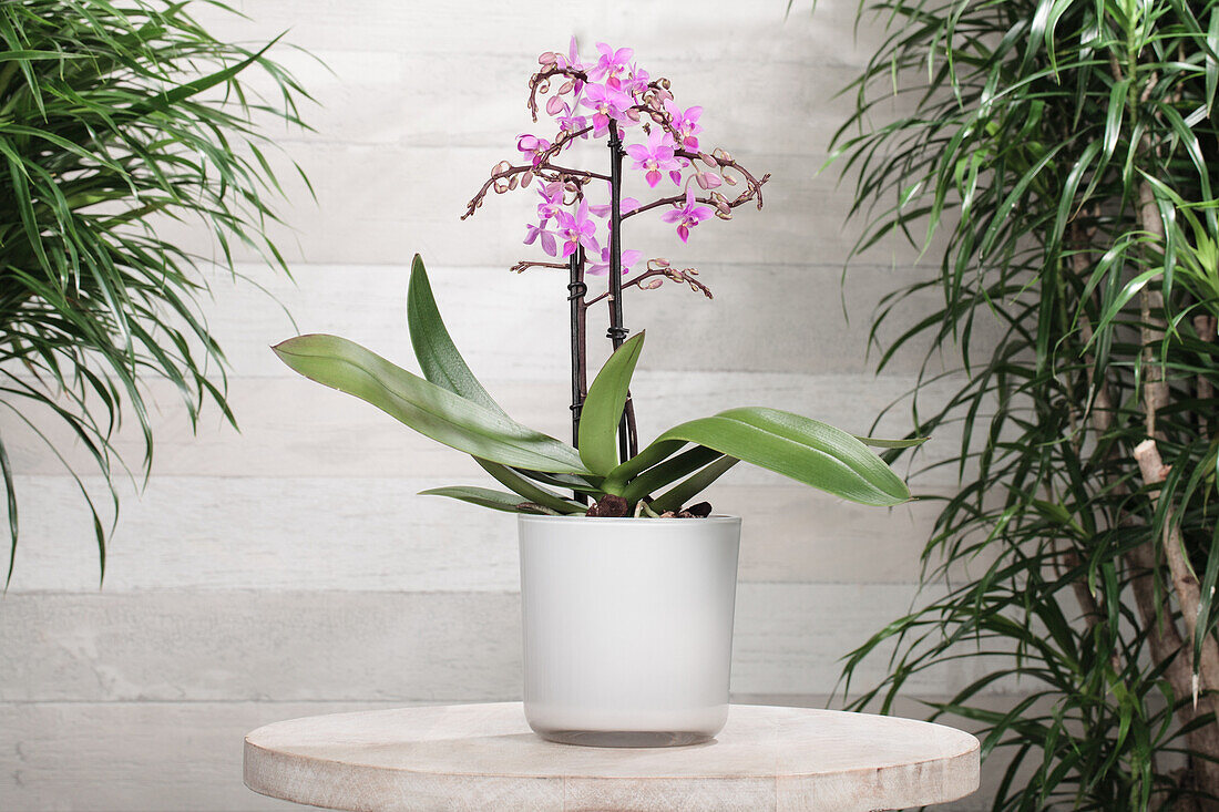 Phalaenopsis multiflora, pink