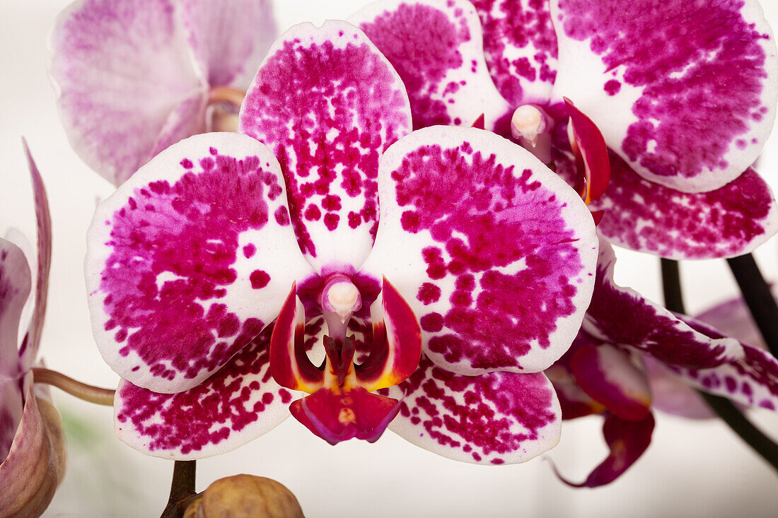 Phalaenopsis 'Elegant Julia'