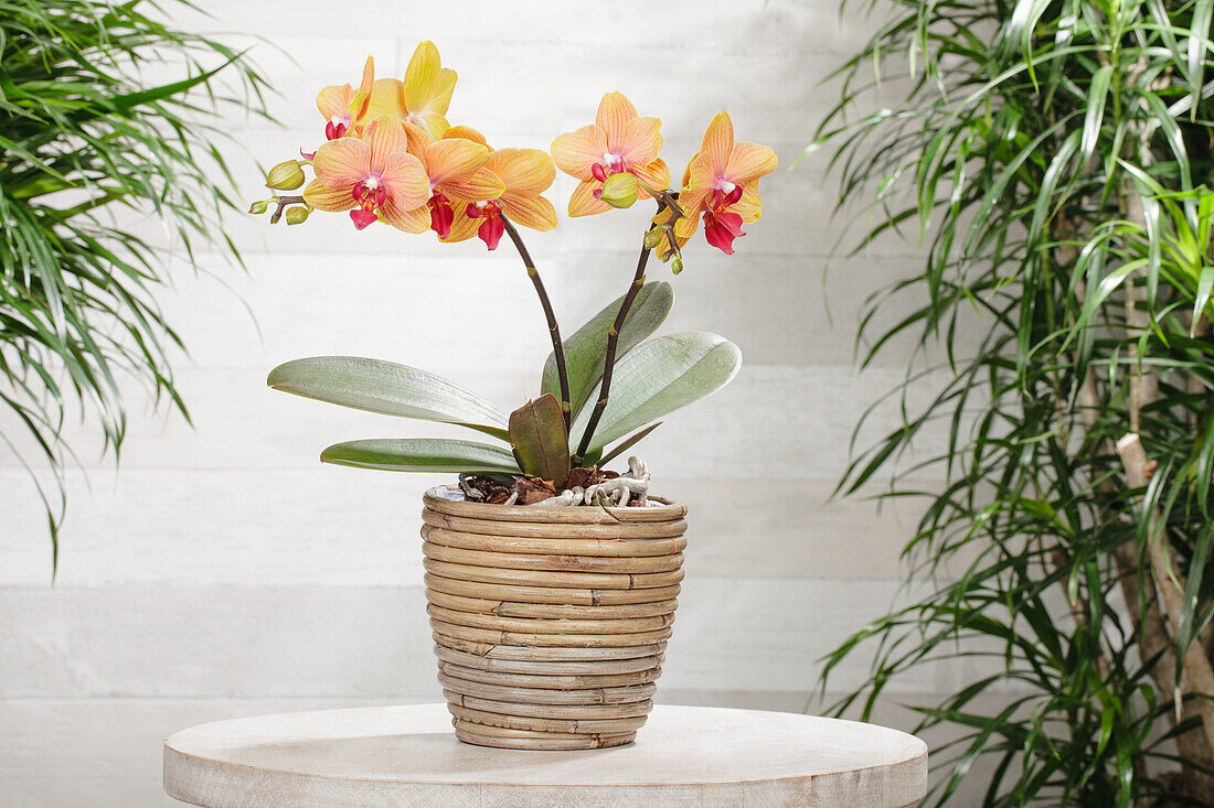 Phalaenopsis multiflora 'My Monroe Bronzer'