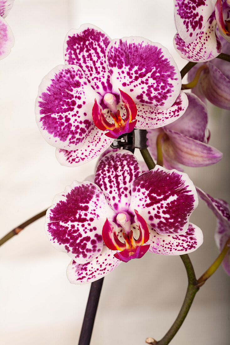 Phalaenopsis 'Asian Pearl'